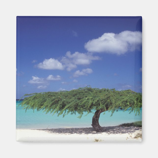 Caribbean, Aruba. Eagle Beach Magnet (Front)