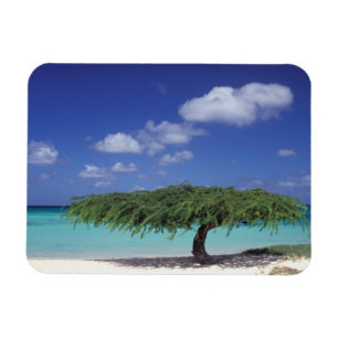 Caribbean, Aruba. Eagle Beach Magnet