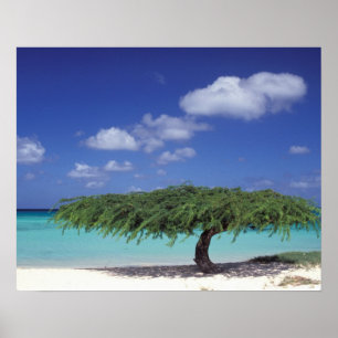 Caribbean, Aruba. Eagle Beach Poster