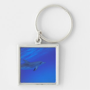 Caribbean, Bahamas Spotted dolphin Key Ring