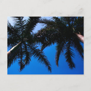 Caribbean Beach Palm Trees, Riviera Maya Tulum Postcard
