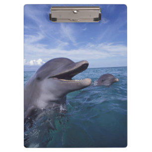 Caribbean, Bottlenose Clipboard