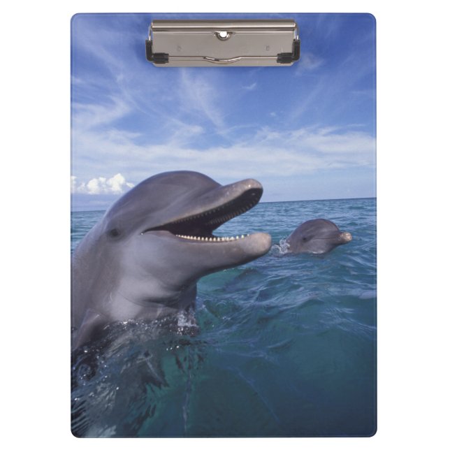 Caribbean, Bottlenose Clipboard (Front)