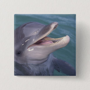 Caribbean, Bottlenose dolphin 15 Cm Square Badge