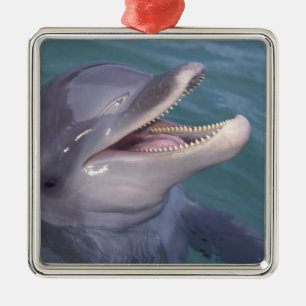 Caribbean, Bottlenose dolphin Metal Tree Decoration