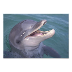 Caribbean, Bottlenose dolphin Photo Print