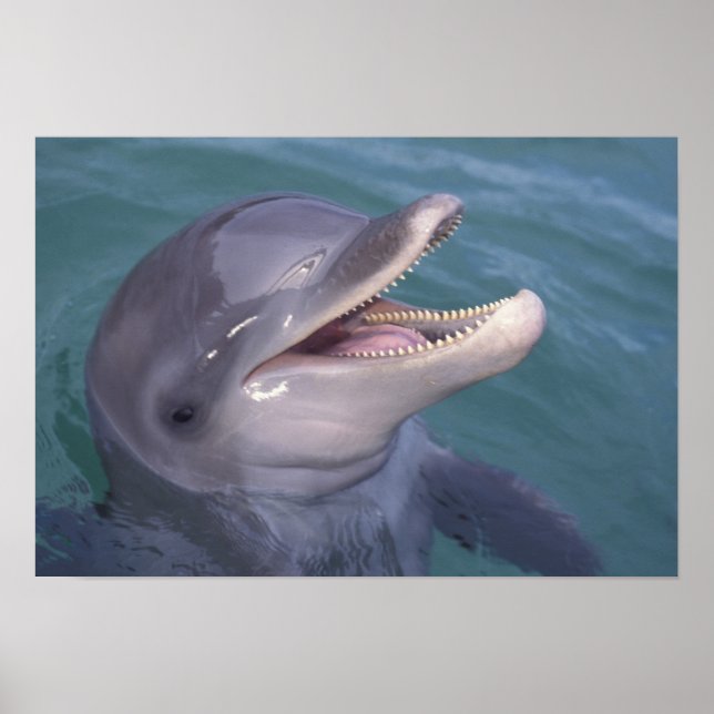 Caribbean, Bottlenose dolphin Poster (Front)
