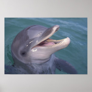 Caribbean, Bottlenose dolphin Tursiops 4 Poster