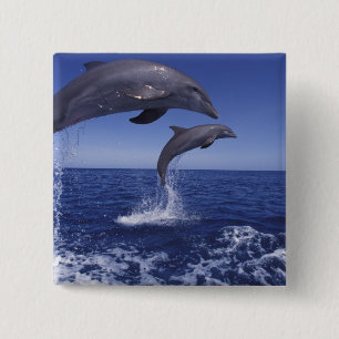 Caribbean, Bottlenose dolphins 15 Cm Square Badge