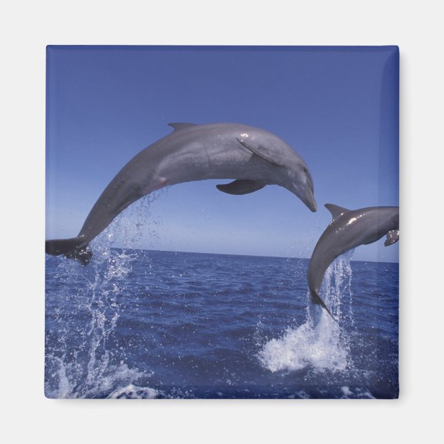 Caribbean, Bottlenose dolphins Magnet (Front)