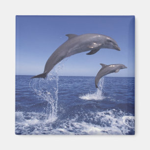 Caribbean, Bottlenose dolphins Magnet
