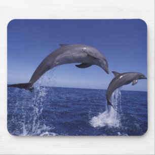 Caribbean, Bottlenose dolphins Mouse Mat
