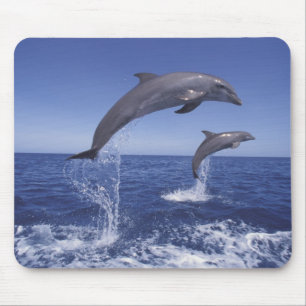 Caribbean, Bottlenose dolphins Mouse Mat