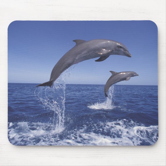 Caribbean, Bottlenose dolphins Mouse Mat (Front)