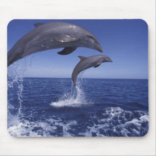 Caribbean, Bottlenose dolphins Mouse Mat