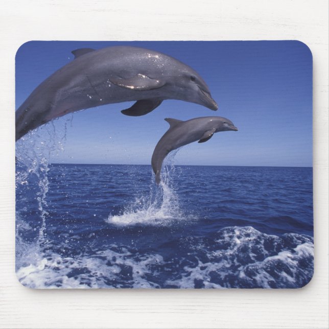Caribbean, Bottlenose dolphins Mouse Mat (Front)