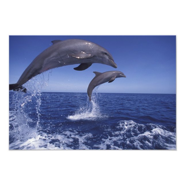 Caribbean, Bottlenose dolphins Photo Print (Front)
