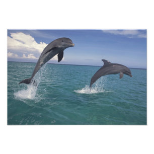 Caribbean, Bottlenose dolphins Photo Print