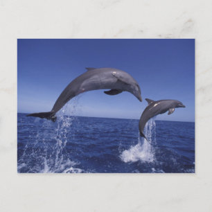 Caribbean, Bottlenose dolphins Postcard