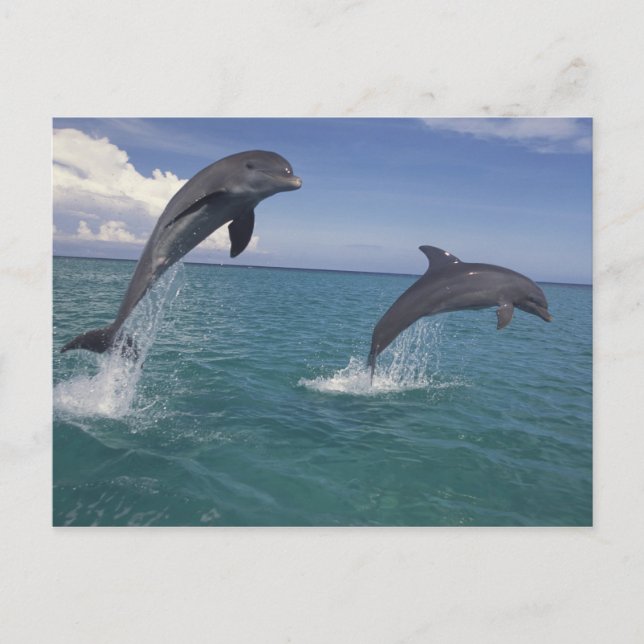Caribbean, Bottlenose dolphins Postcard (Front)