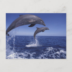 Caribbean, Bottlenose dolphins Postcard