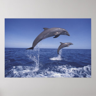 Caribbean, Bottlenose dolphins Poster