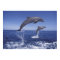 Caribbean, Bottlenose dolphins