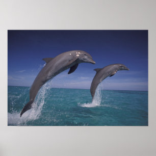 Caribbean, Bottlenose dolphins Tursiops 8 Poster