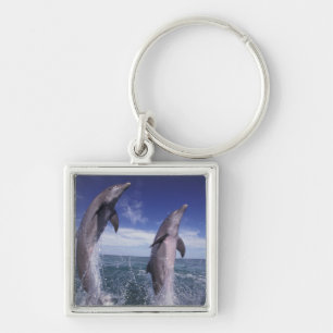 Caribbean, Bottlenose dolphins Tursiops Key Ring