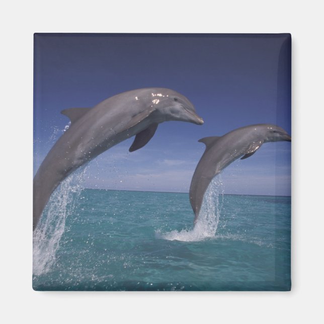 Caribbean, Bottlenose dolphins Tursiops Magnet (Front)