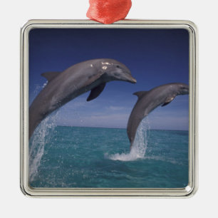Caribbean, Bottlenose dolphins Tursiops Metal Tree Decoration
