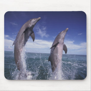 Caribbean, Bottlenose dolphins Tursiops Mouse Mat