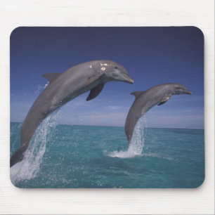 Caribbean, Bottlenose dolphins Tursiops Mouse Mat