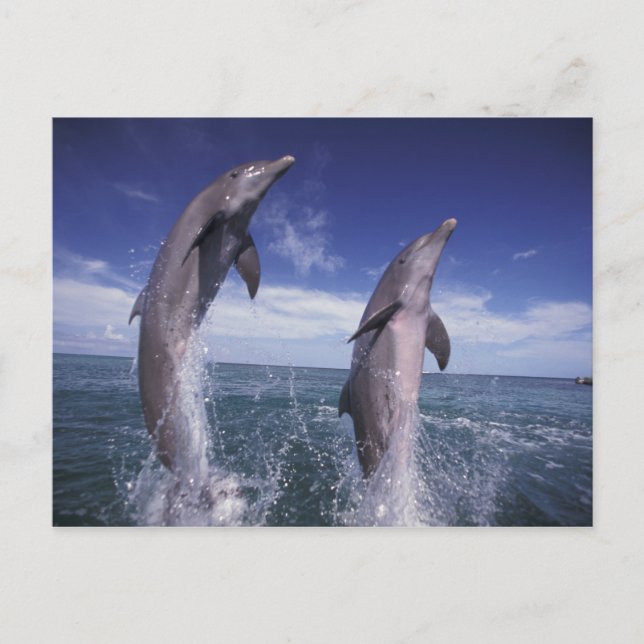 Caribbean, Bottlenose dolphins Tursiops Postcard (Front)