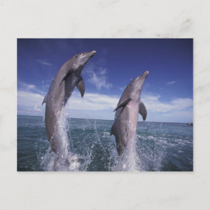 Caribbean, Bottlenose dolphins Tursiops Postcard