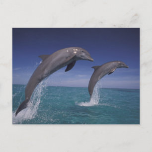 Caribbean, Bottlenose dolphins Tursiops Postcard