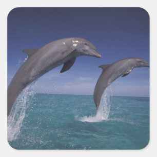 Caribbean, Bottlenose dolphins Tursiops Square Sticker