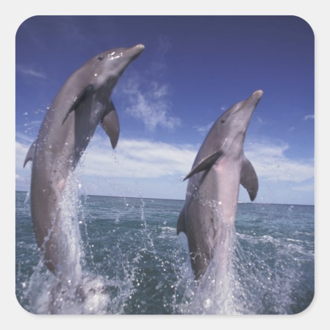 Caribbean, Bottlenose dolphins Tursiops Square Sticker (Front)