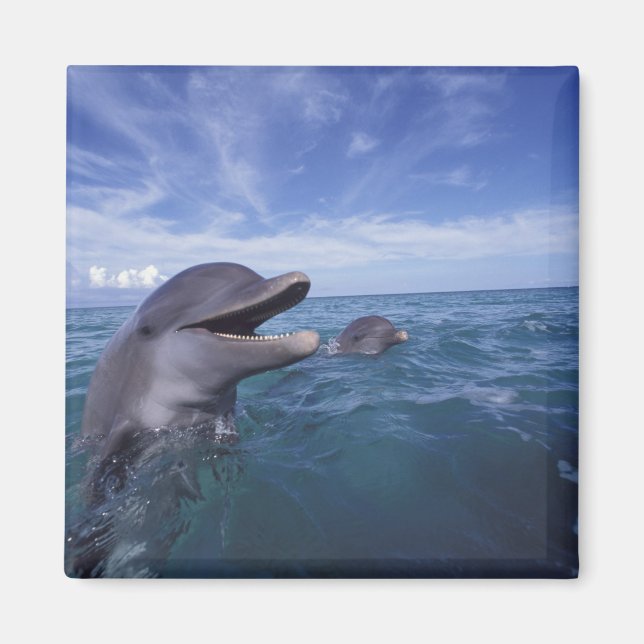 Caribbean, Bottlenose Magnet (Front)