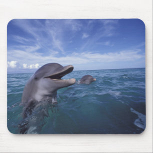 Caribbean, Bottlenose Mouse Mat