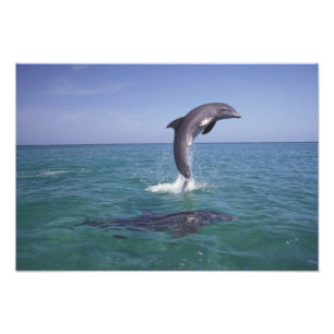 Caribbean, Bottlenose Photo Print