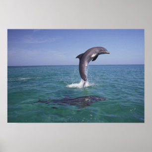 Caribbean, Bottlenose Poster