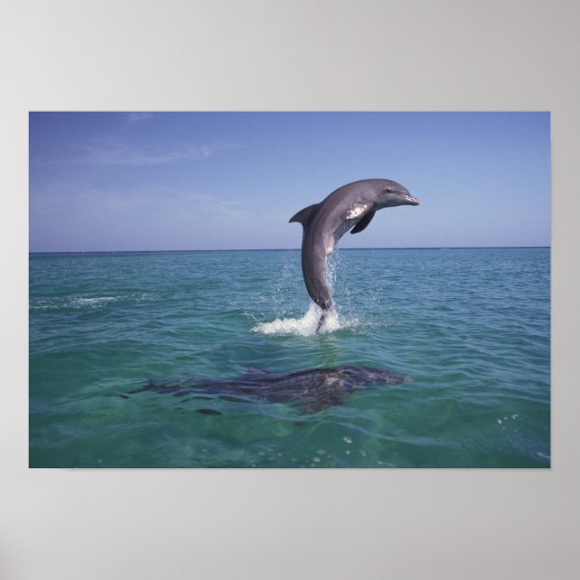 Caribbean, Bottlenose Poster (Front)