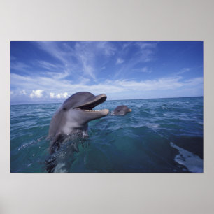 Caribbean, Bottlenose Poster