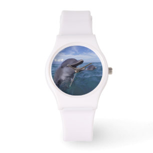 Caribbean, Bottlenose Watch