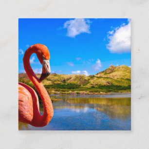 Caribbean flamingo in St kitts Enclosure Card