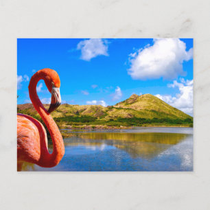 Caribbean flamingo in St kitts Holiday Postcard