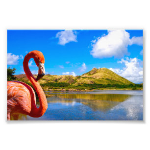 Caribbean flamingo in St kitts Photo Print