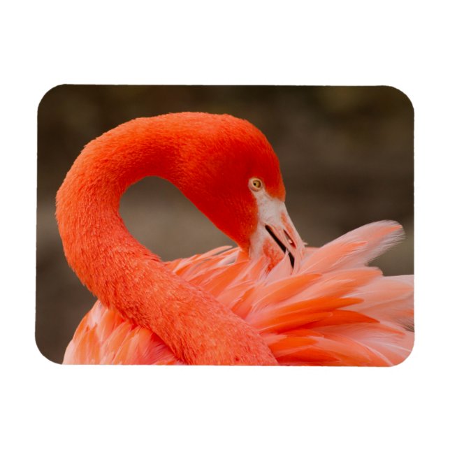Caribbean flamingo magnet (Horizontal)