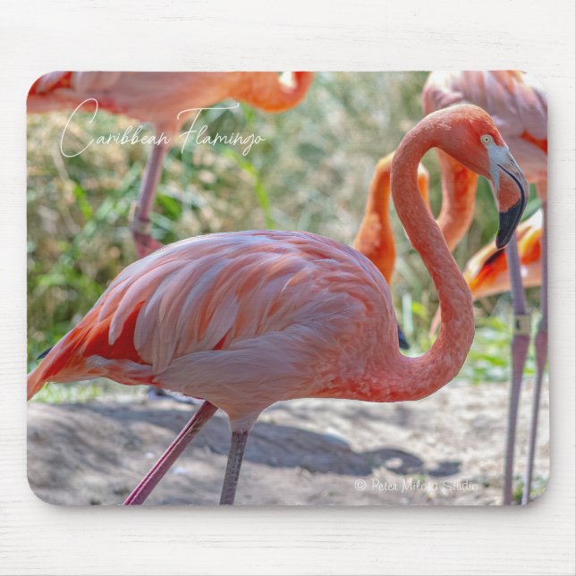 Caribbean Flamingo Mouse Mat (Front)